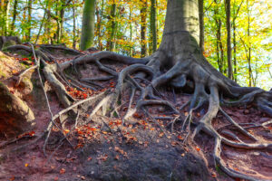 Roots of a tree are shown. This reflects conversations had in trauma therapy in Forest Hills, NY.